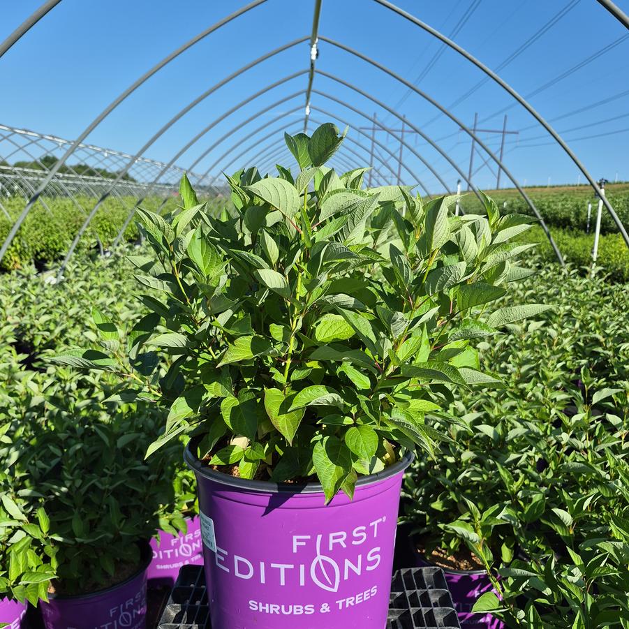 Cornus sericea Firedance™