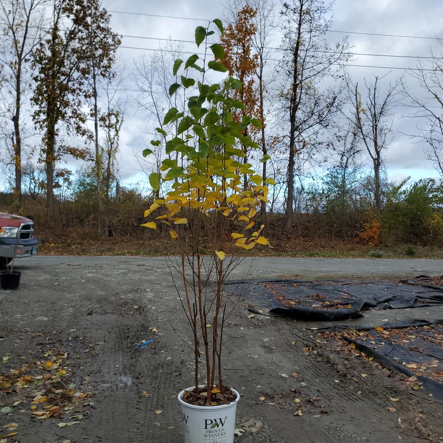 Amelanchier canadensis Spring Glory®