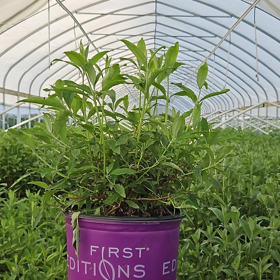Buddleia davidii Groovy Grape™