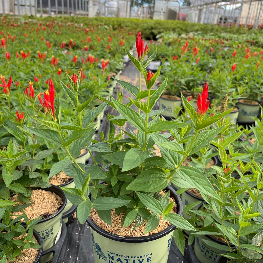 Spigelia marilandica 'Ragin Cajun'