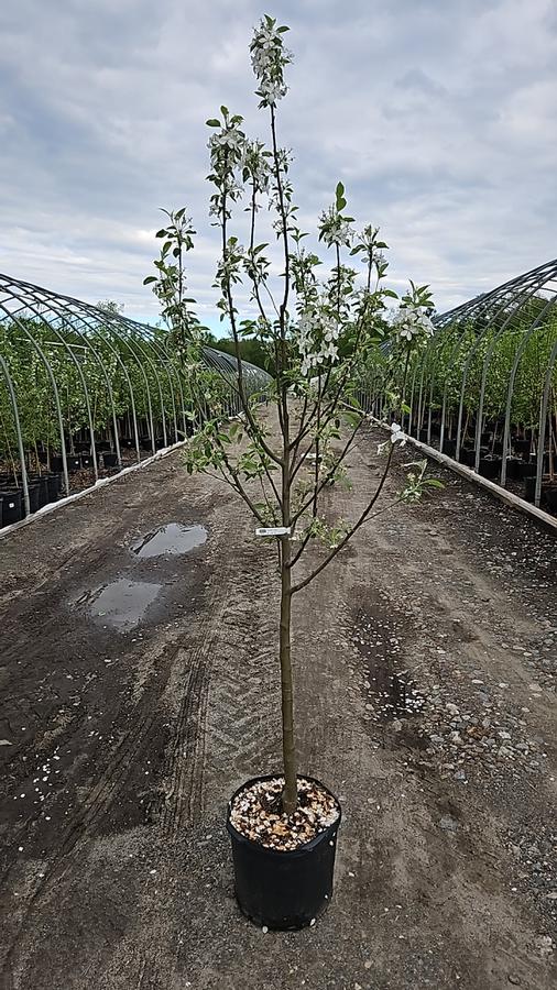 Malus Frostbite™