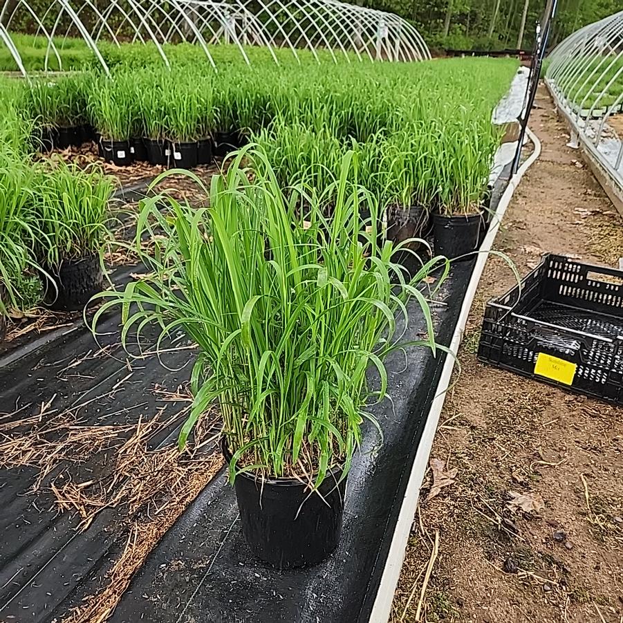 Miscanthus sinensis 'Purpurascens'