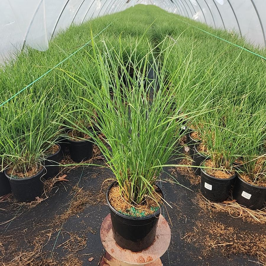 Miscanthus sinensis 'Gracillimus'