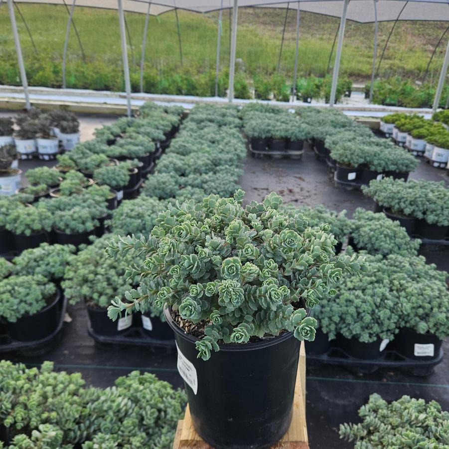 Sedum cauticola 'Steel the Show'