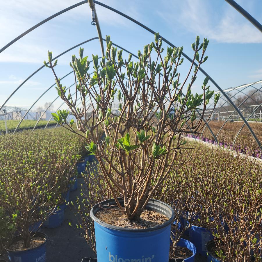 Hydrangea pan. Torch