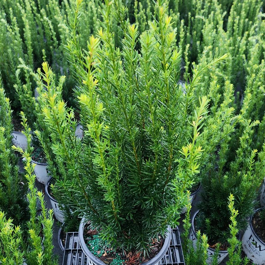 Taxus media Stonehenge®