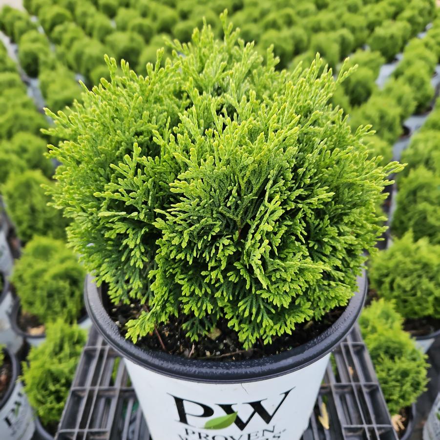 Thuja occidentalis Tater Tot®