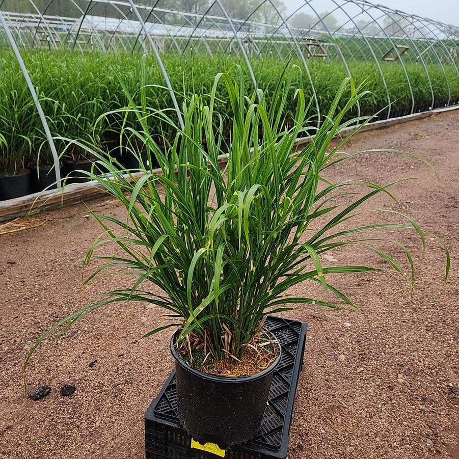 Miscanthus sinensis Strictus