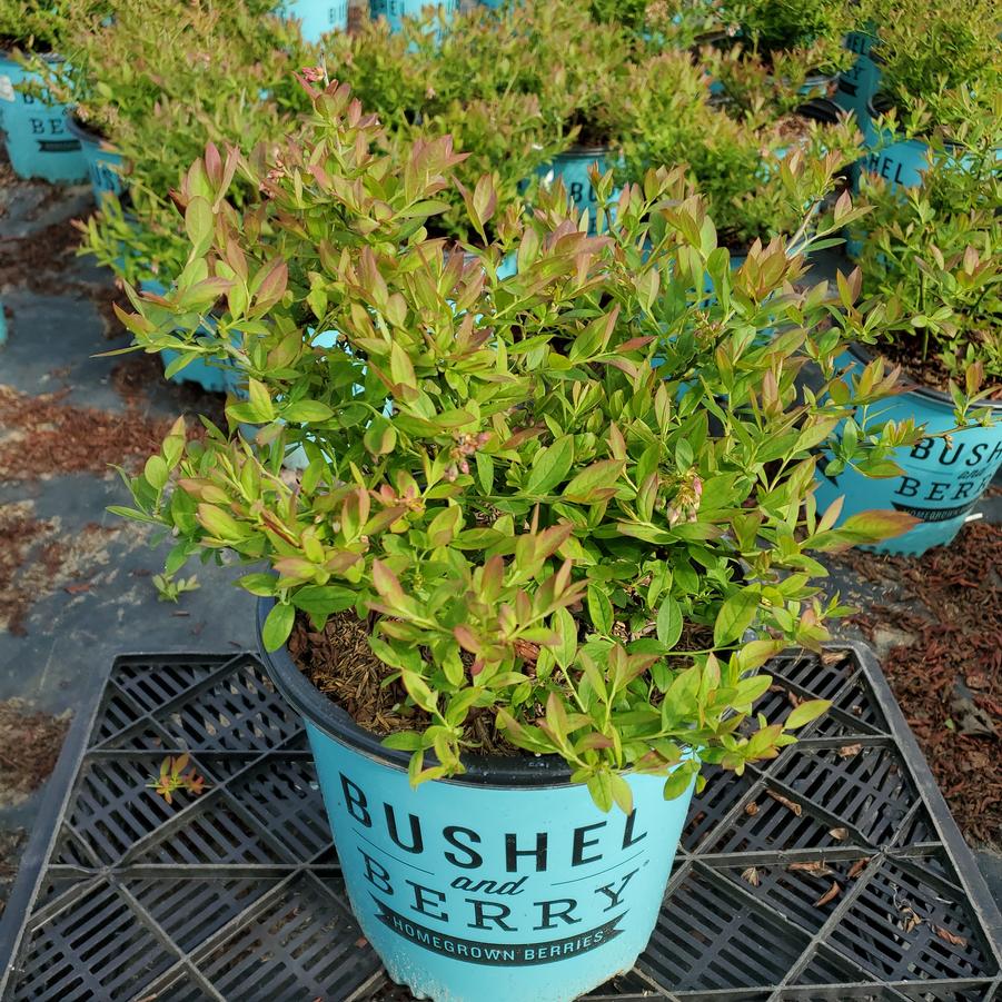 Vaccinium Sapphire Cascade