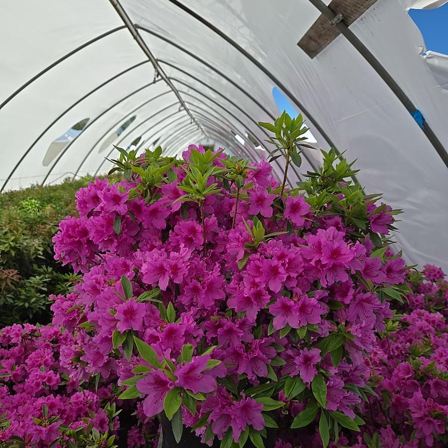 Azalea x 'Herbert'