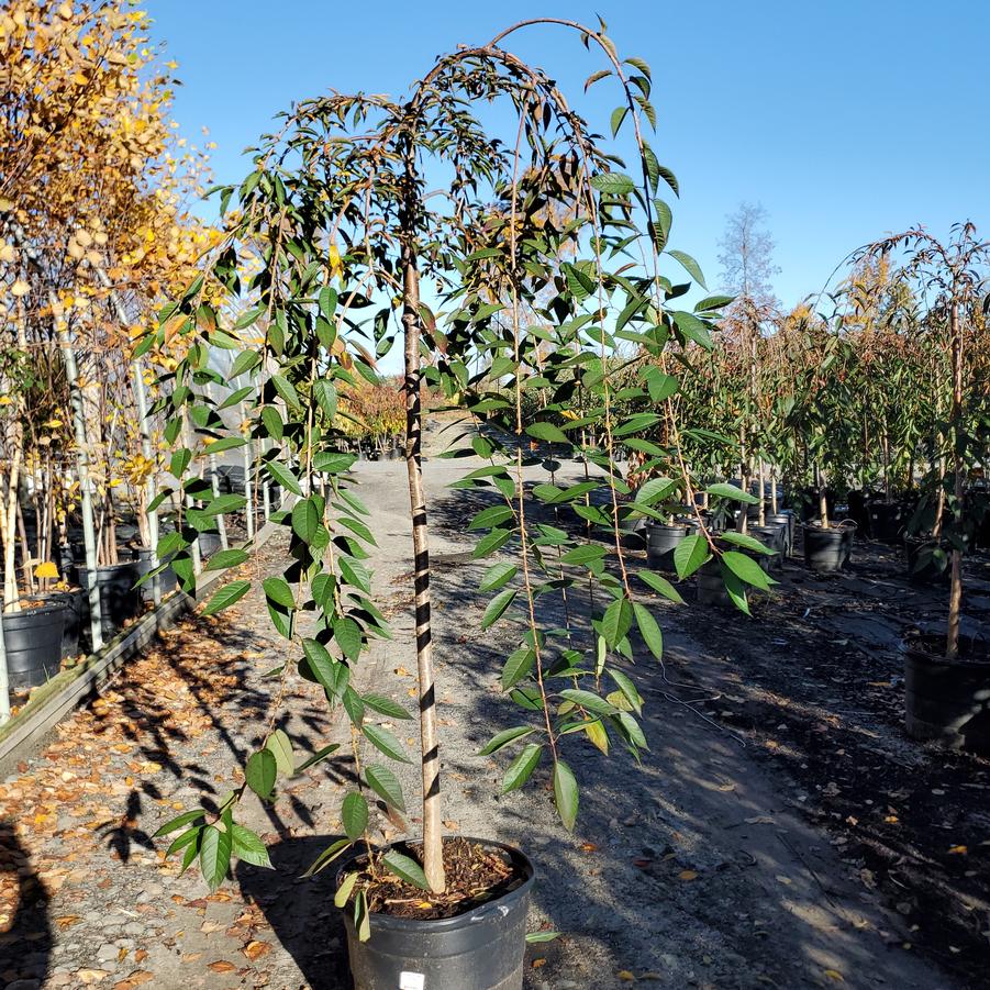 Prunus Pink Cascade®