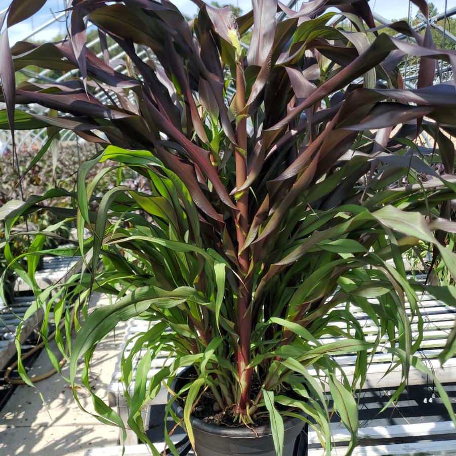 Pennisetum glaucum Purple Baron