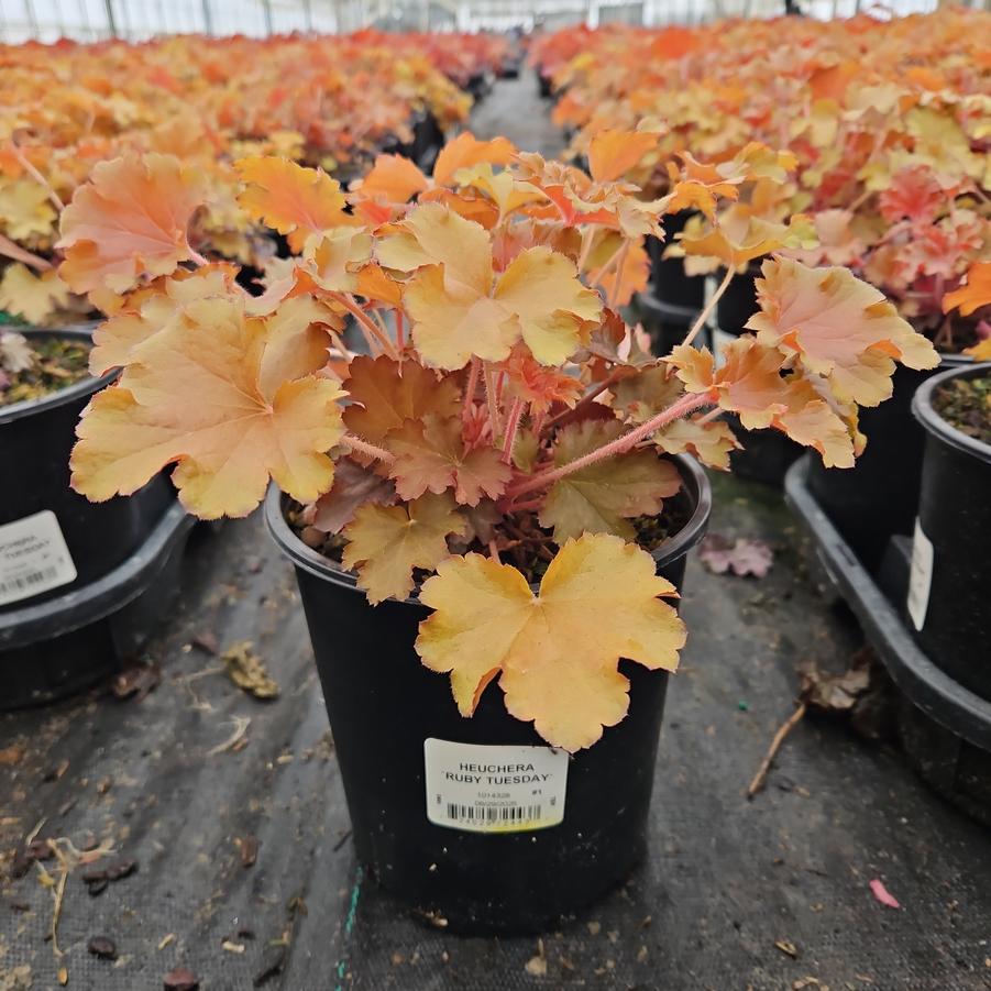 Heuchera 'Ruby Tuesday'