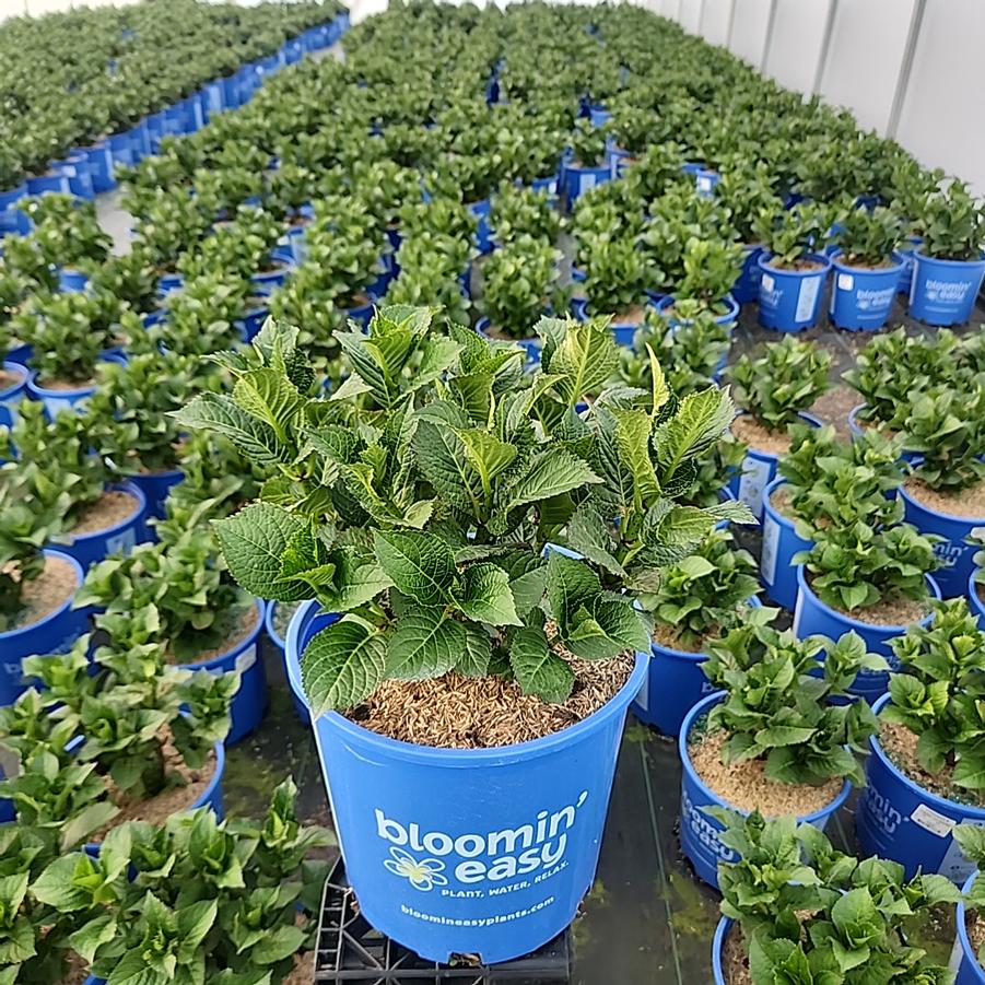 Hydrangea mac. Cherry-Go-Round™