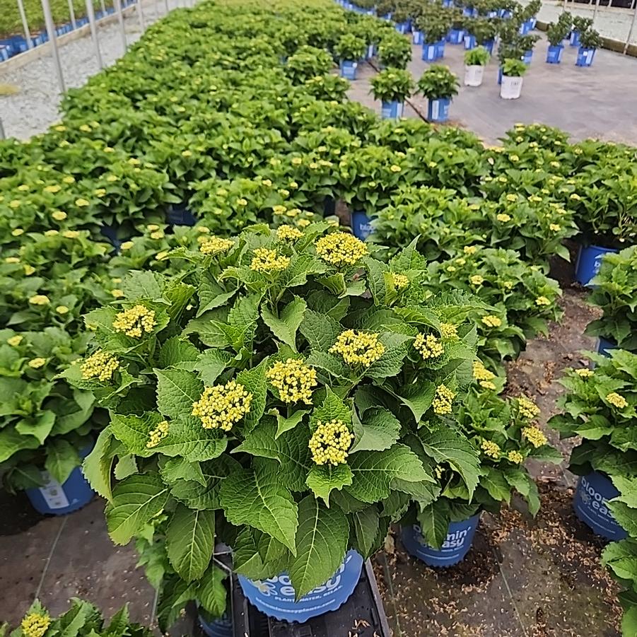 Hydrangea mac. Frill Ride®