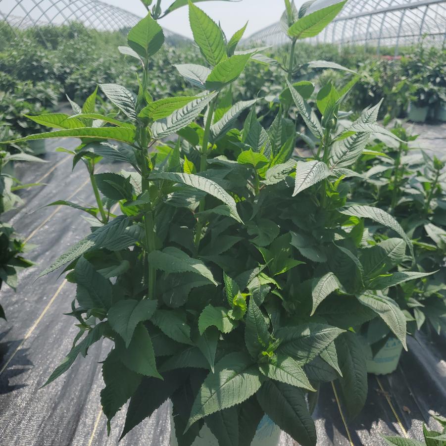 Monarda didyma 'Jacob Cline'