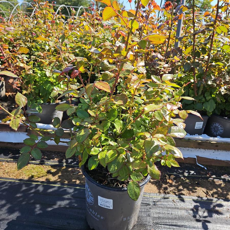 Rosa Plum Perfect Sunbelt®