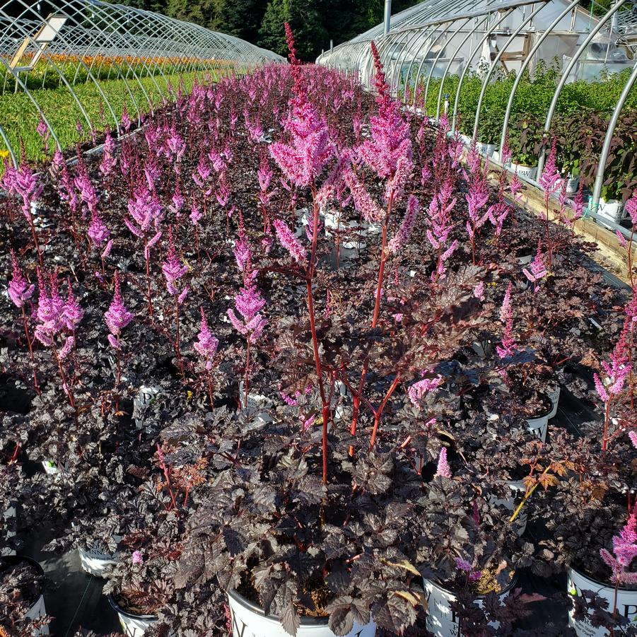 Astilbe chinensis 'Dark Side of the Moon'