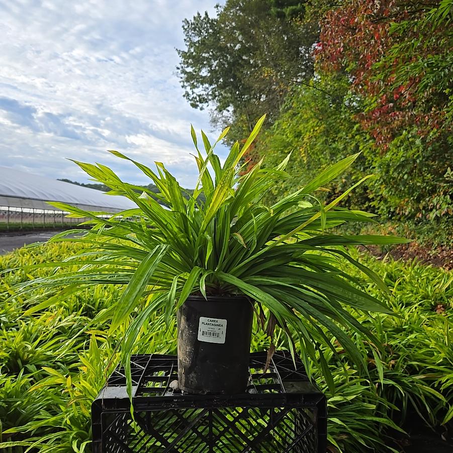 Carex plantaginea 