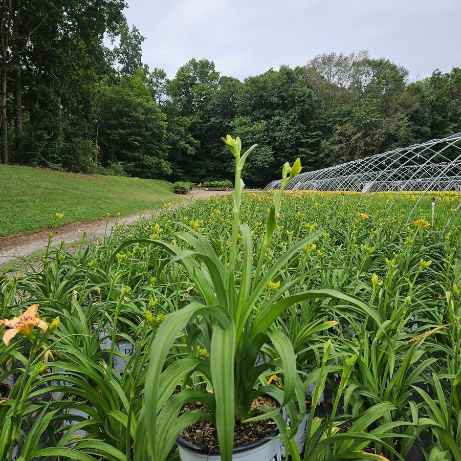 Hemerocallis Rainbow Rhythm® 'King of the Ages'