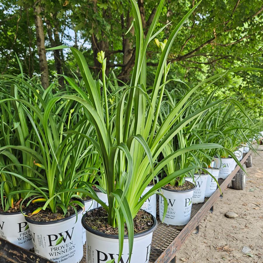 Hemerocallis Rainbow Rhythm® 'Lake of Fire'