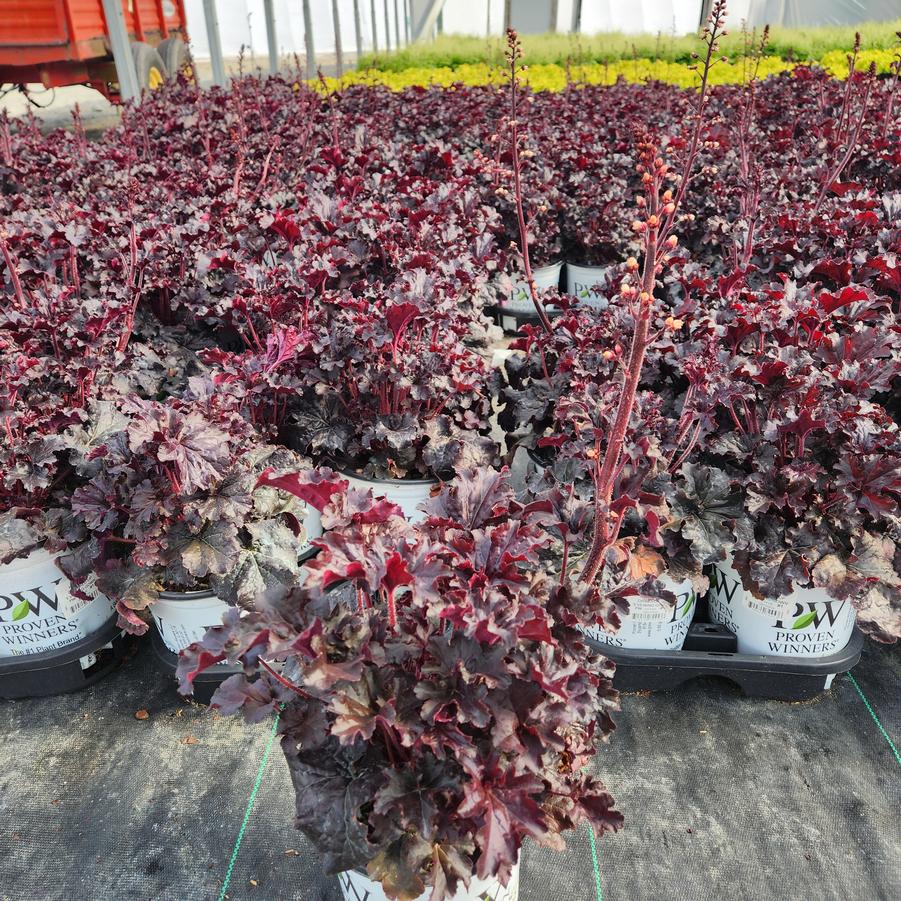 Heuchera hybrid Dressed Up™ 'Evening Gown'