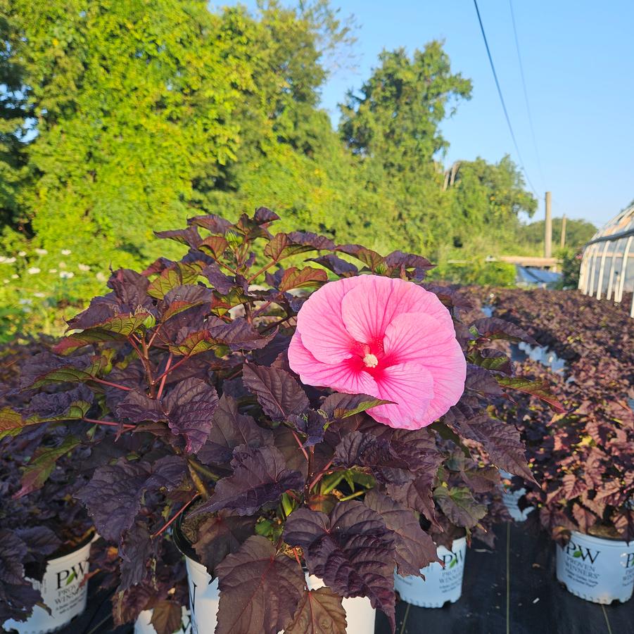 Hibiscus x Summerific® Edge of Night