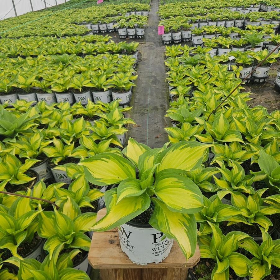 Hosta x Shadowland® 'Miss America'