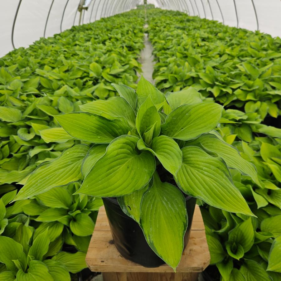 Hosta 'Gold Standard'