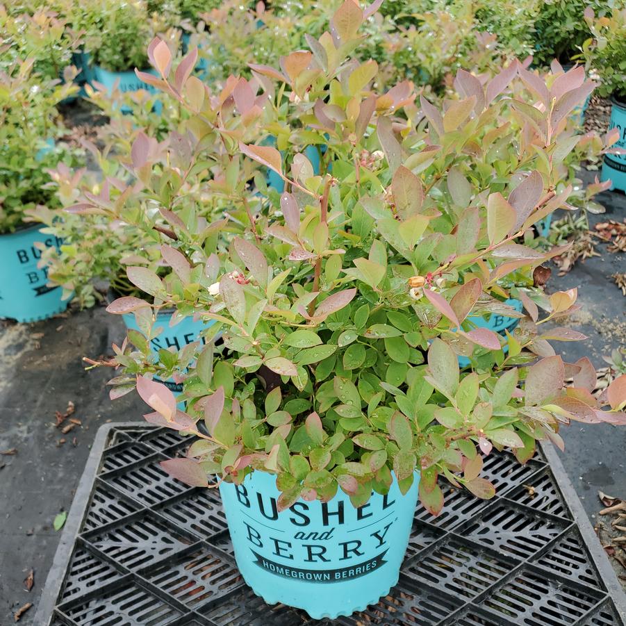 Vaccinium corymbosum Silver Dollar®