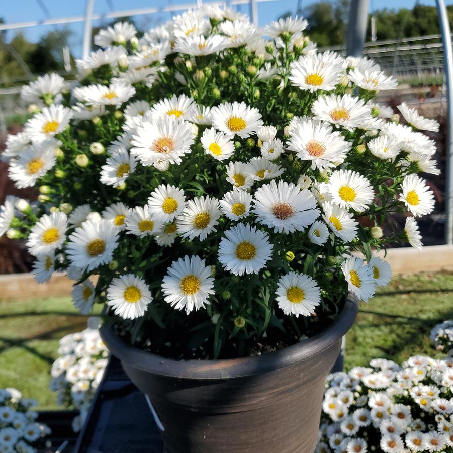 Aster novi-belgii Puff™ White
