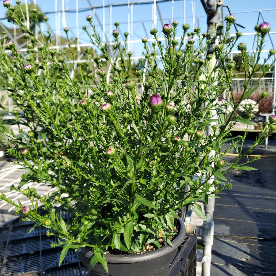 Aster novi-belgii 'Victoria Fanny'