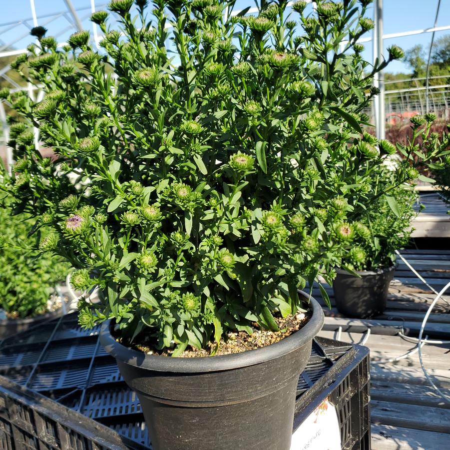 Aster novi-belgii Showmakers® 'Blue Bayou'