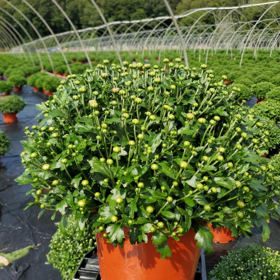 Chrysanthemum Orange