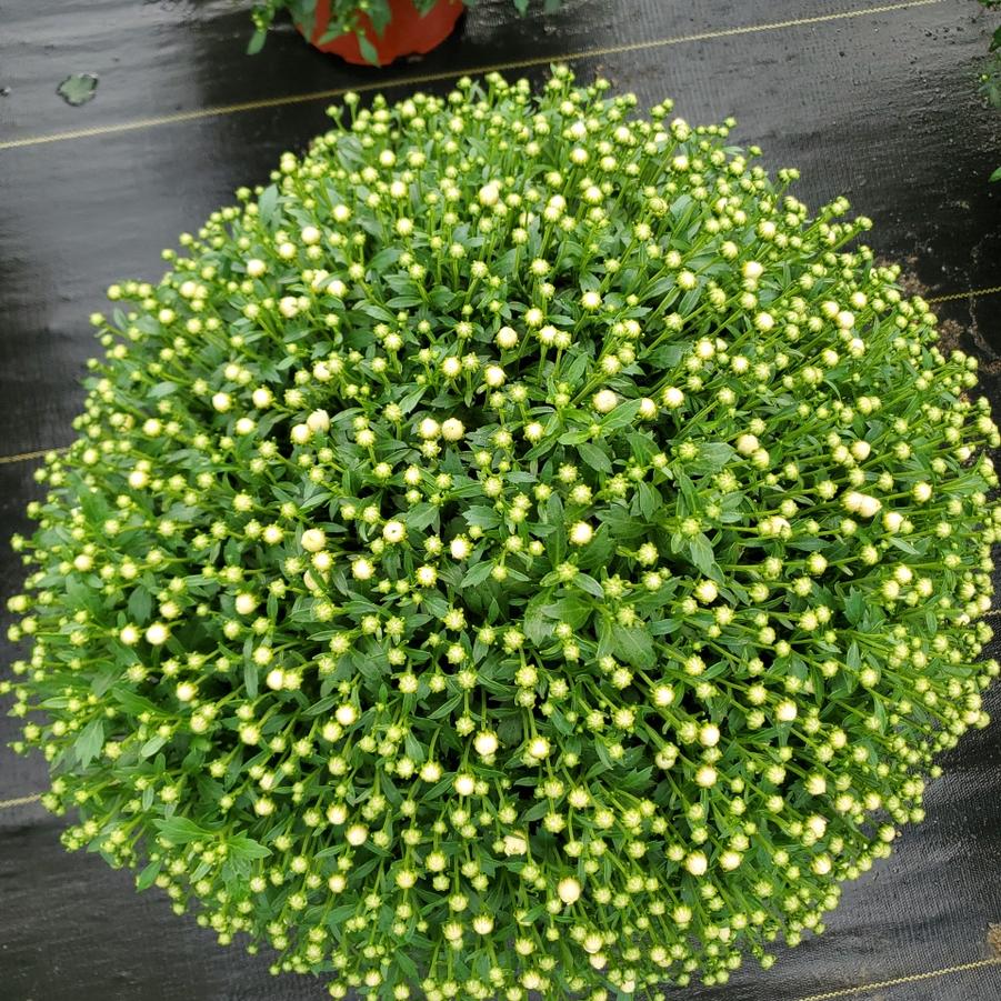 Chrysanthemum White