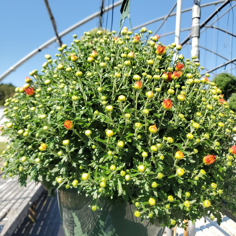 Chrysanthemum Yellow