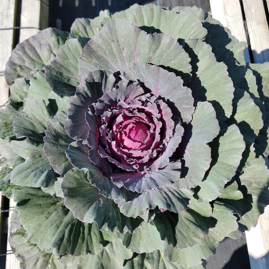Kale Ornamental Purple