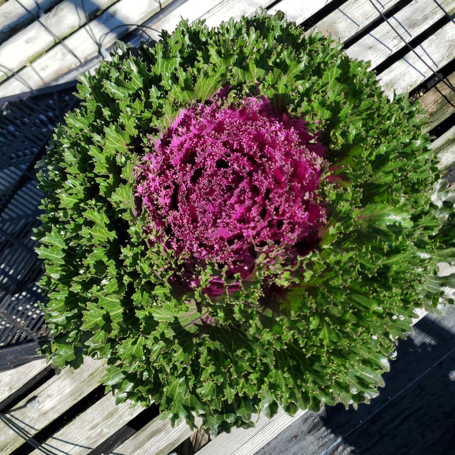 Kale Ornamental Red