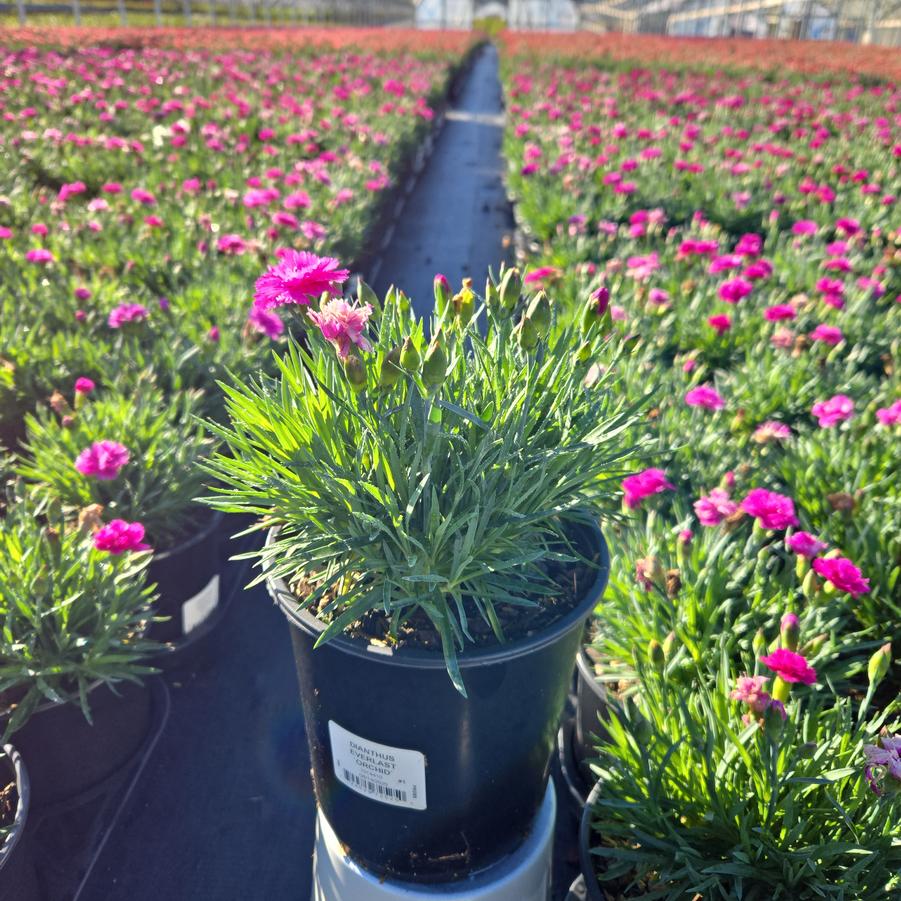 Dianthus x Everlast™ - Orchid