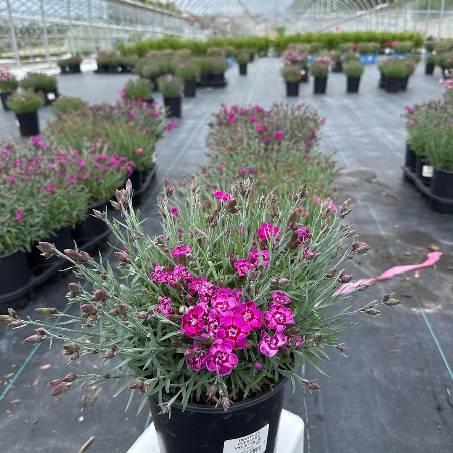 Dianthus x Everlast™ Violet Blue