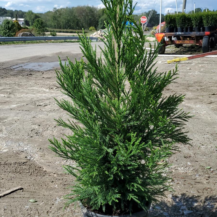 Cryptomeria japonica 'Radicans'