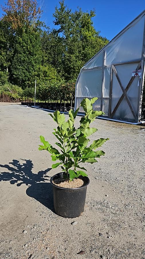 Magnolia liliflora 'Ann'
