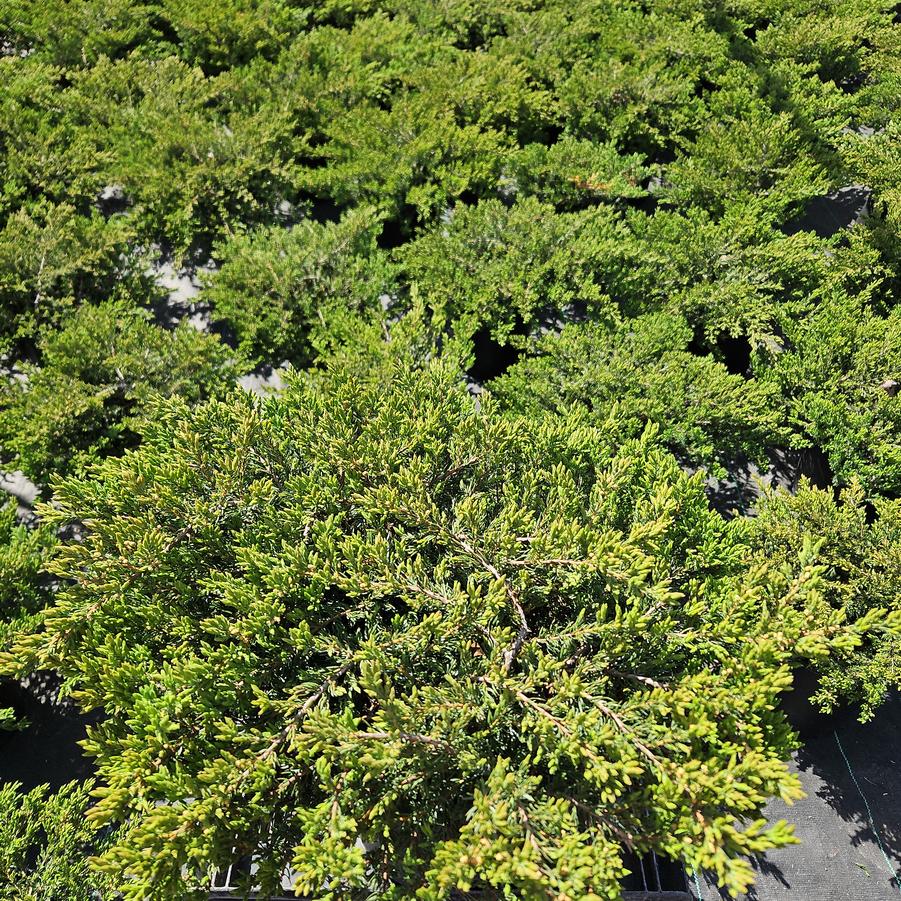 Juniperus communis Alpine Carpet®