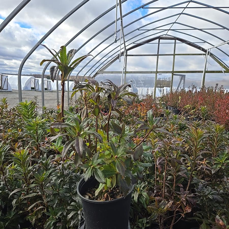 Azalea x 'Red Demon'