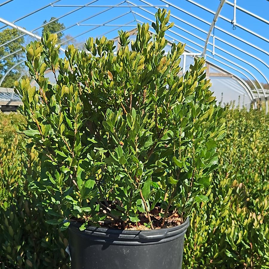 Myrica pensylvanica 