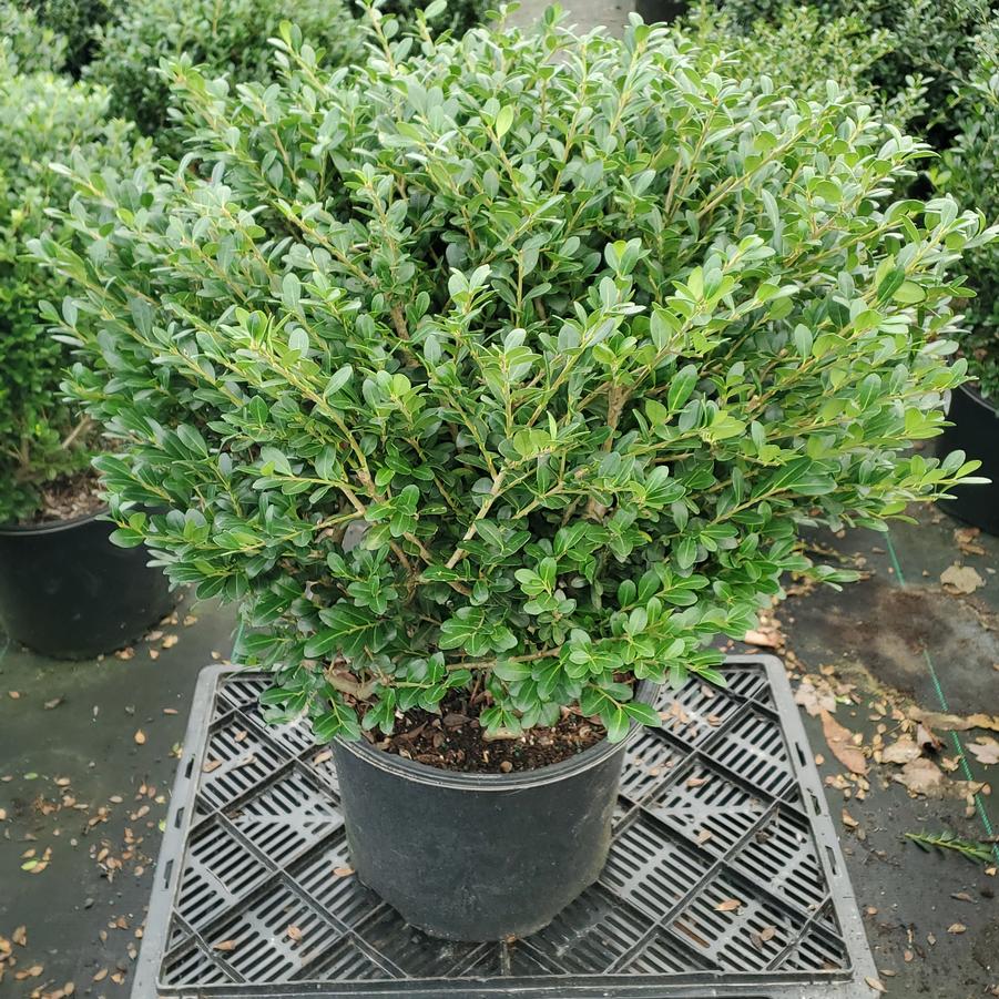 Ilex crenata Winterscape Chilly Willy