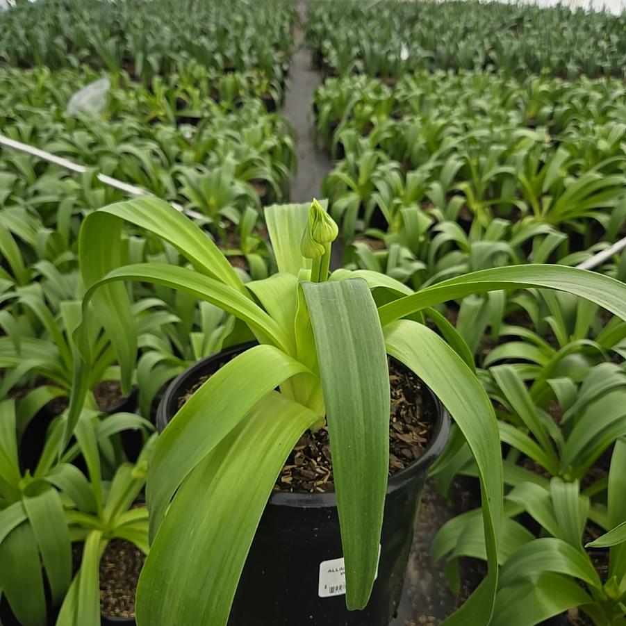 Allium x 'Pinball Wizard'