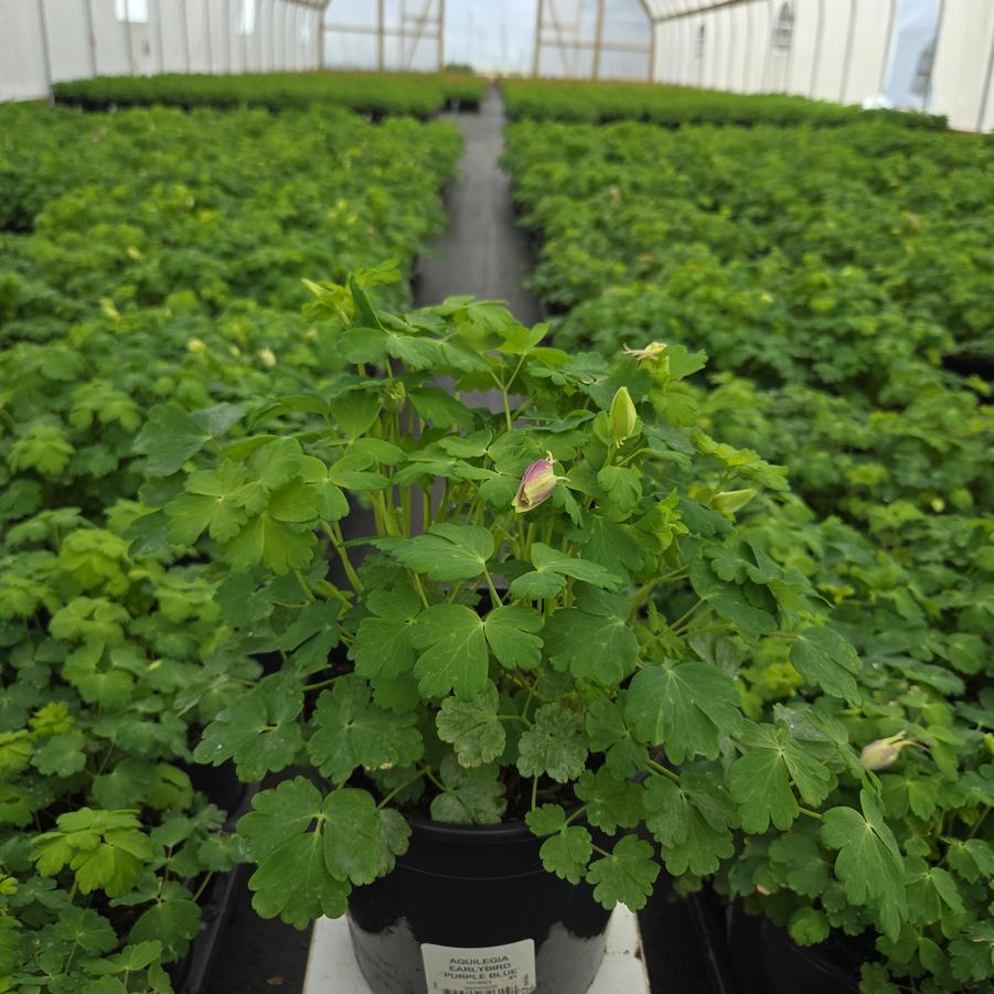 Aquilegia x Earlybird™ Purple Blue