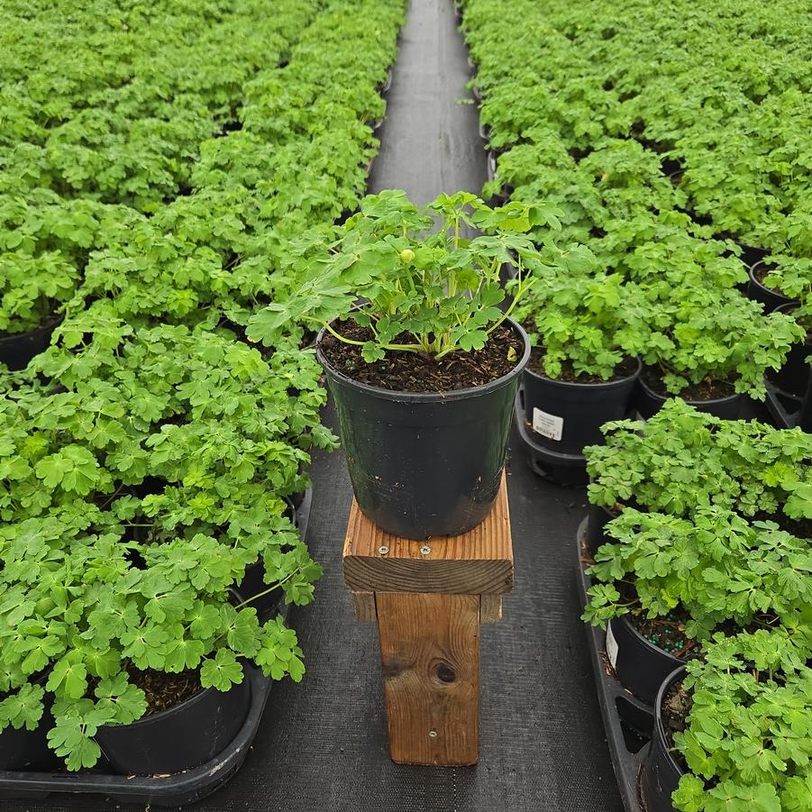 Aquilegia x Earlybird™ White