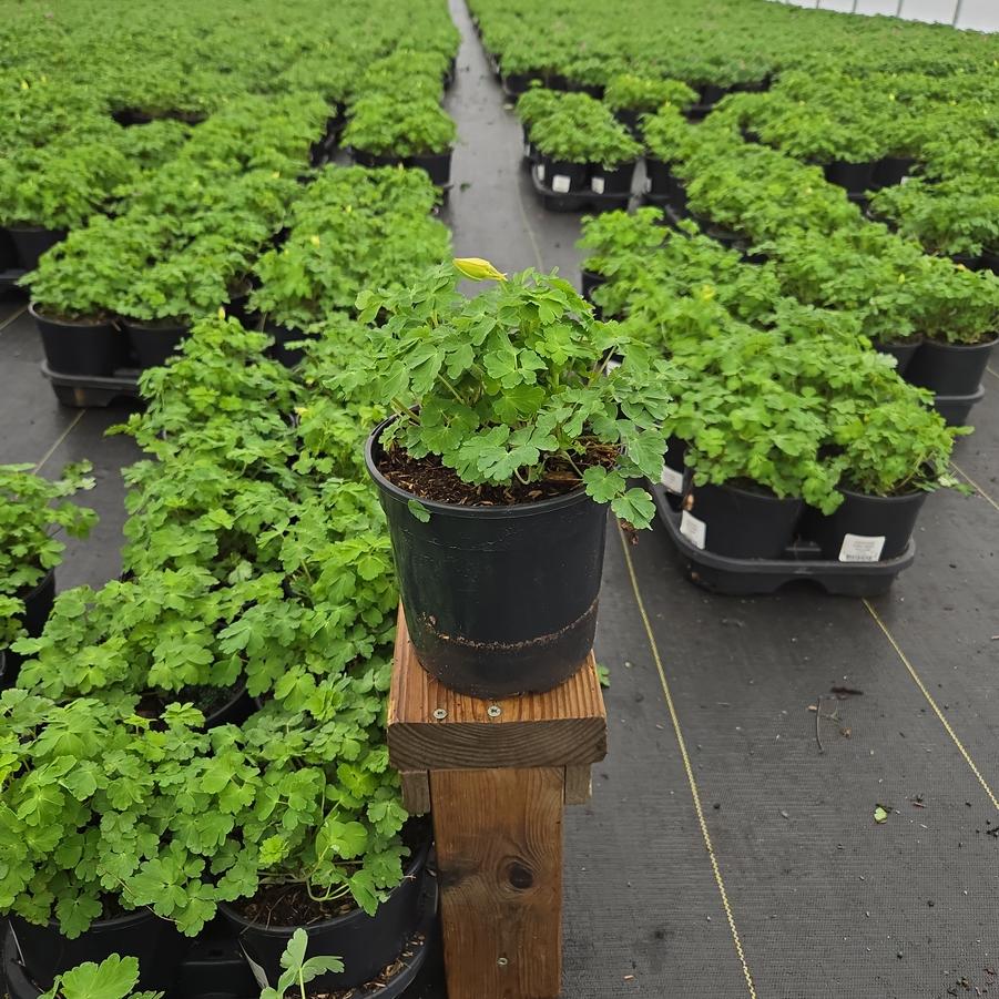 Aquilegia x Earlybird™ Yellow